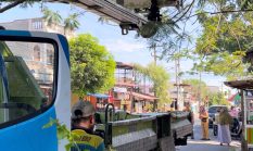 DLH Kota Binjai Respon Cepat Terhadap Pohon Rawan Tumbang di Tengah Cuaca Ekstrem