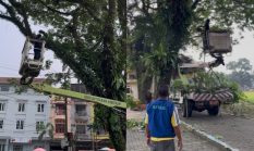 Kepala Dinas Lingkungan Hidup Kota Binjai Turunkan Tim Satgas Mitigasi Pohon ke Lapangan Merdeka